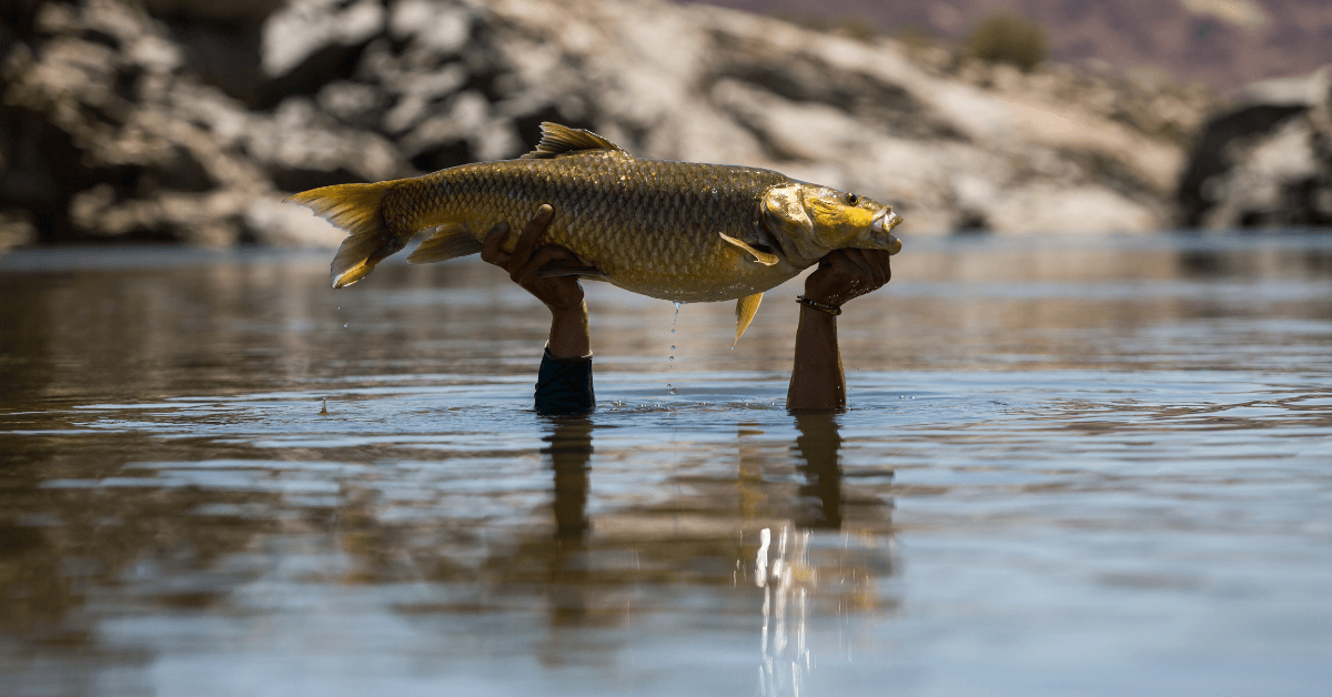 Largemouth Yellowfish